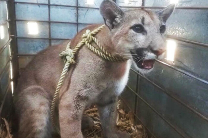 Abandonan a cachorrito de puma en Sinaloa, estaba en casa en obra