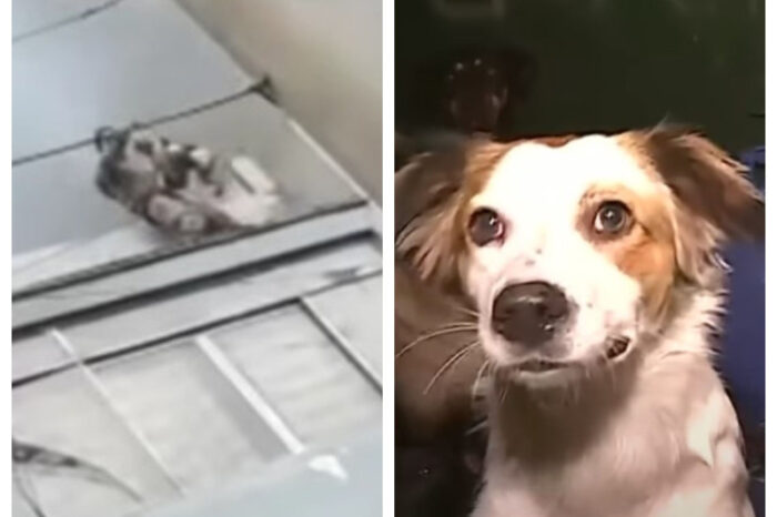 Hombre salva a 25 perritos de terrible incendio; ya le llaman héroe