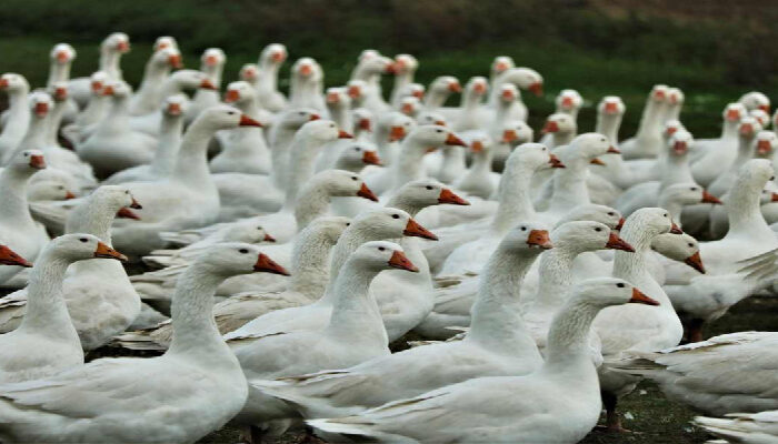 Extraña enfermedad mata miles de aves en Chile
