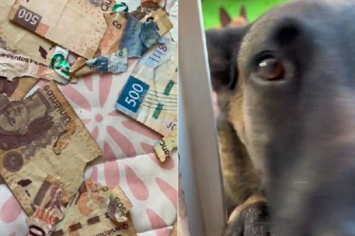 Perrito destruye más de 3 mil pesos de su dueña