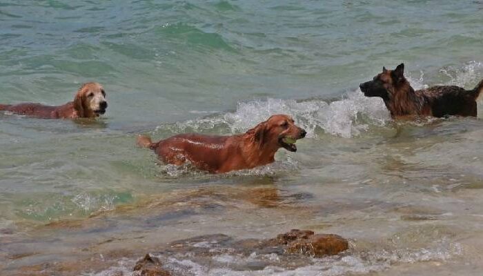 Síntomas, tratamiento y cómo evitar el golpe de calor en perros