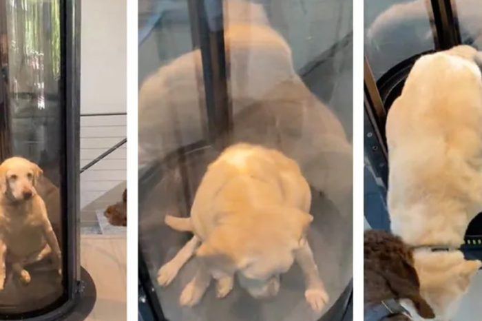 Familia construye elevador para su perro de avanzada edad