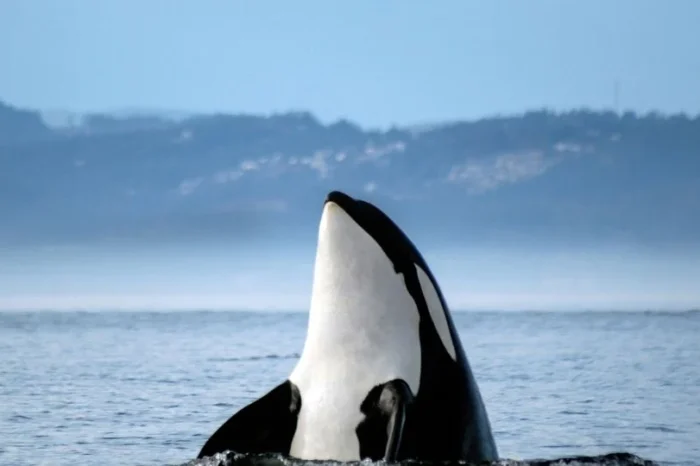 Gladis, la orca que hunde barcos por posible venganza contra cazadores