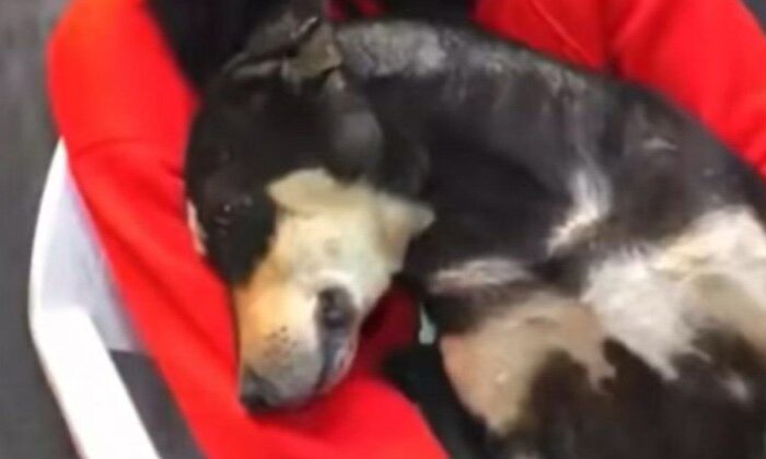 Exigen justicia para “Muñeca”, perrita que fue abusada sexualmente en Puebla