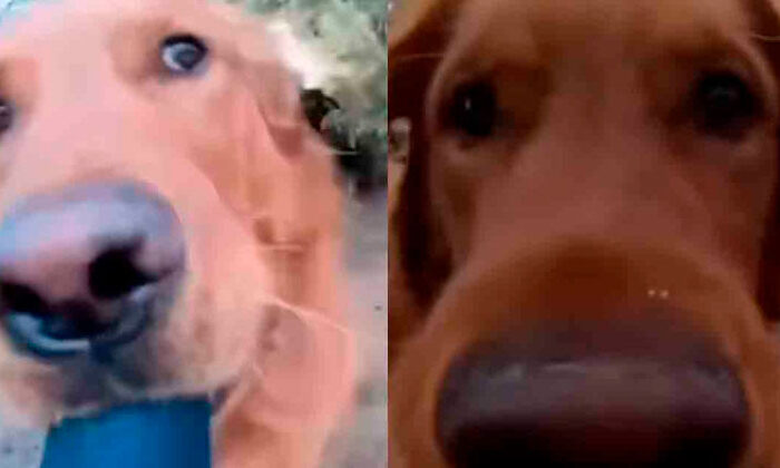 Le da una GoPro a su perrito y este es el tierno resultado