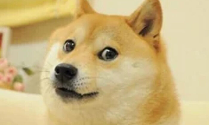 Por esta peligrosa razón jamás debes besar a tu perro en la boca