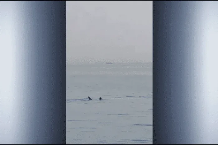 ¡Terrorífico! Turista ruso muere por ataque de tiburón en Egipto (VIDEO)