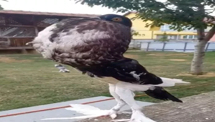 Extraña paloma con piernas largas causa temor en redes sociales