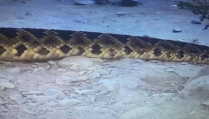 Enorme víbora de cascabel sorprende a bañistas en un río