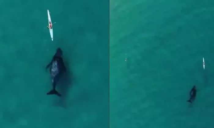 Captan a ballena jorobada siguiendo a practicantes de kayak