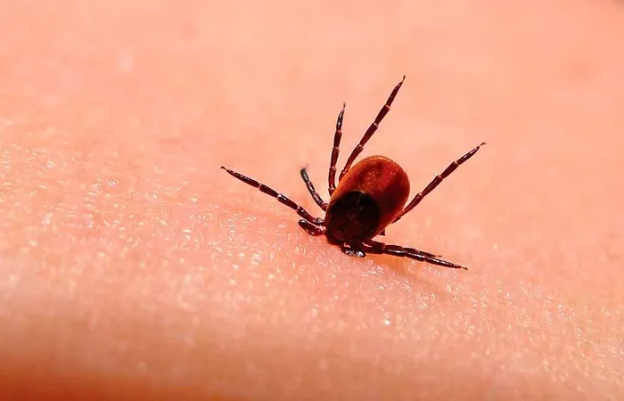 Reportan muerte por mordedura de garrapata en Baja California Sur