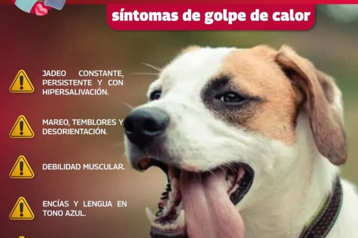 Exhorta Gobierno de Reynosa a cuidar mascotas ante ola de calor