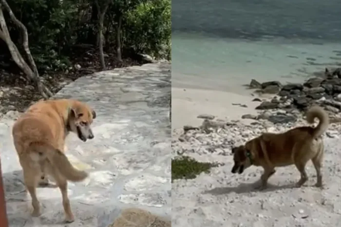 Perrito ciego y sordo ‘trabaja’ para Airbnb y lleva turistas a la playa