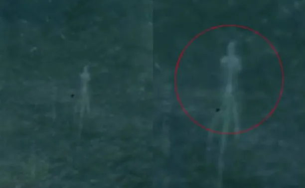 Capta Google Maps un extraño ser marino en Miramar