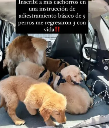 Lleva a 5 perritos a una pensión canina y le regresan 2 con vida