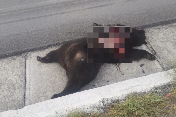 Muere oso atropellado en la carretera Saltillo- Zacatecas