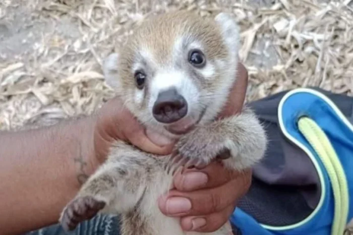 Profepa investiga venta de tejones por Facebook en Tamaulipas