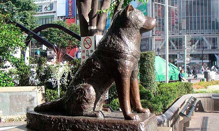 100 años de la historia de Hachiko, conocido por su lealtad