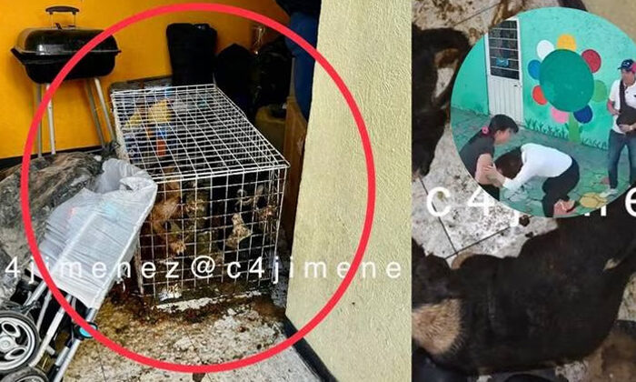 Hallan perritos maltratados en casa de agresores a maestra