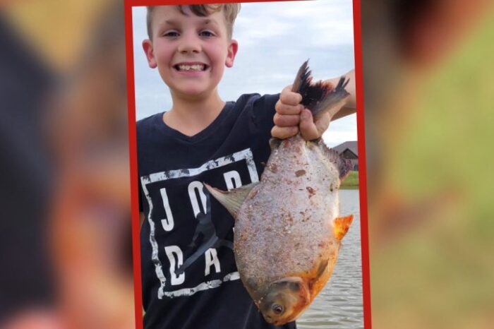 Niño pesca ‘monstruosa’ piraña con ‘dientes humanos’