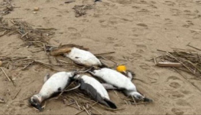 Más de 2 mil pingüinos aparecen muertos sin explicación en playa de Uruguay