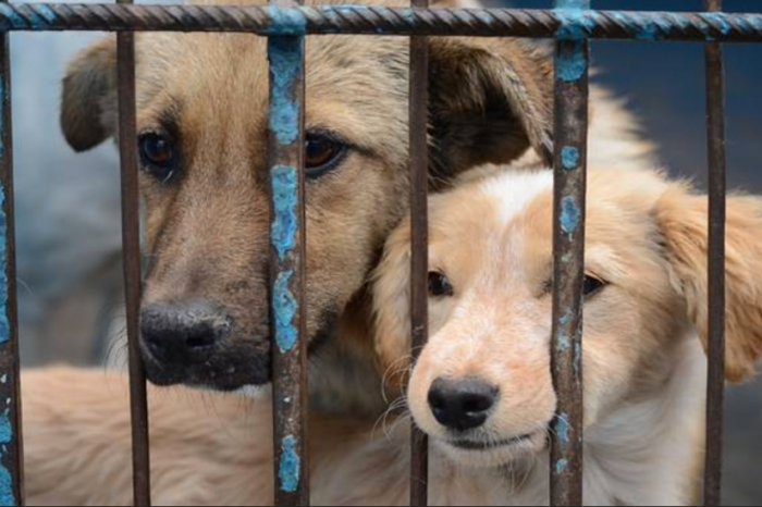 Urgen a homologar castigo al maltrato animal en todo el país