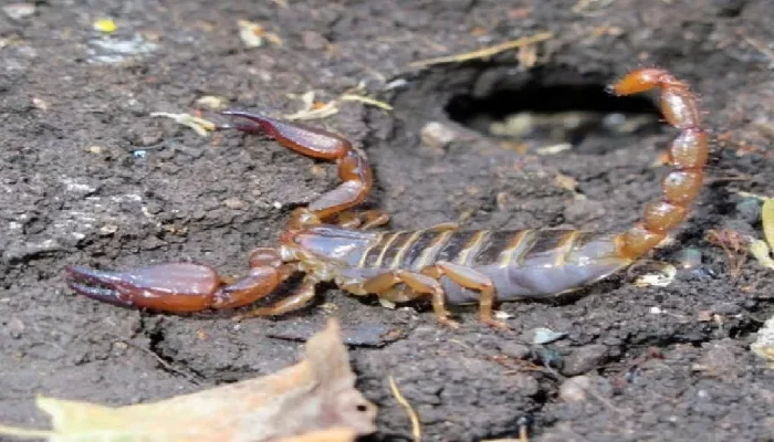 Aumenta el llamado de auxilio por presencia de animales ponzoñosos