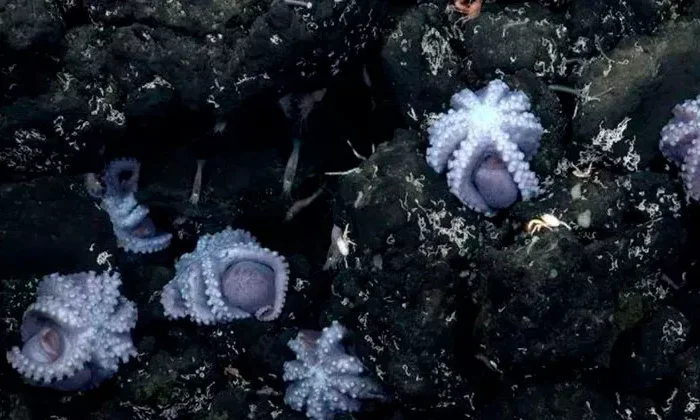 Descubren criadero de un “extraño pulpo” a 3 kilómetros bajo el nivel del mar