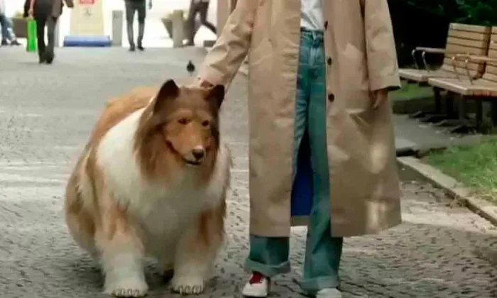 Hombre que se transformó en perro pasea por primera vez en público