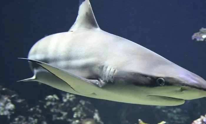 Tiburón ataca a turista mexicana mientras practicaba esnórquel