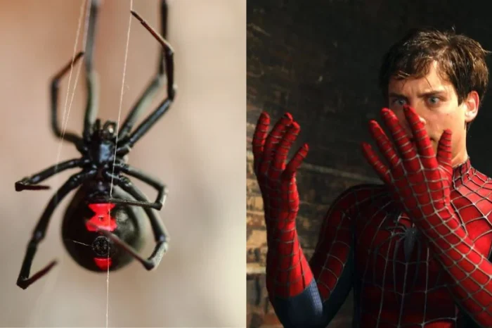 Niño se deja picar por araña viuda negra; quería convertirse en Spider-Man