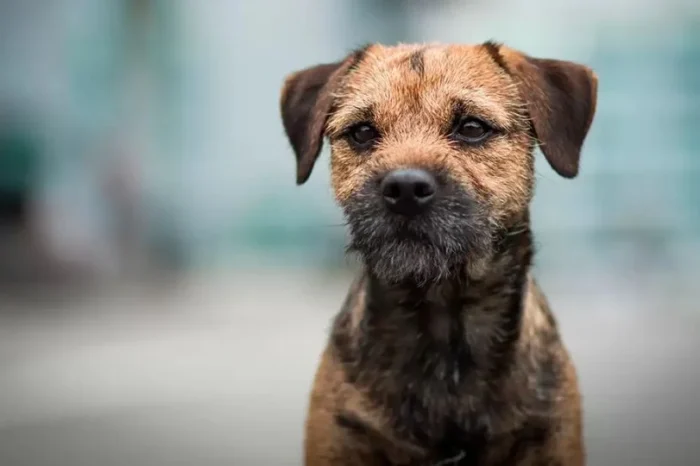 Perrita de 14 años escapa y recorre 163 kilómetros para volver con sus dueños  