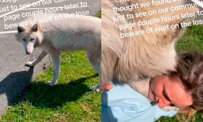 Confunden un lobo con un perrito y se ponen a jugar con él