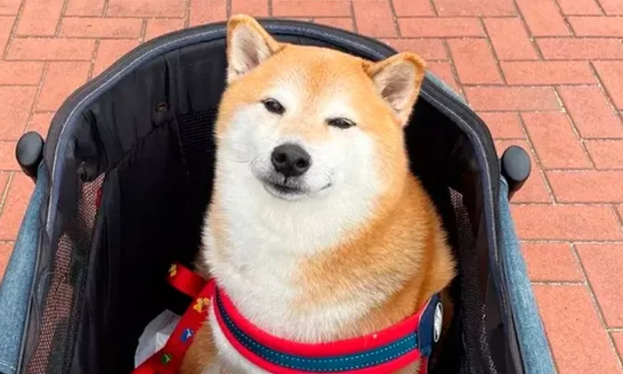 Hay luto en el internet; murió Cheems, el perrito de los memes