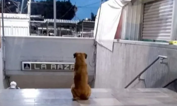 Perrito espera a su dueña afuera del metro en la CDMX; no sabe que ella ya murió