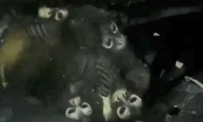 Decomisan carga de monos araña