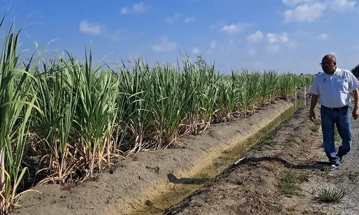 Desarrolla la UAT nuevas variedades de caña de azúcar