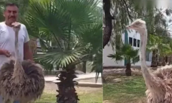 Captan a hombre paseando a una avestruz en Nuevo León
