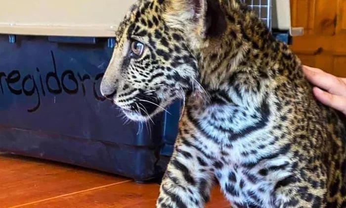 Descubren un jaguar deambulando por las calles de Querétaro