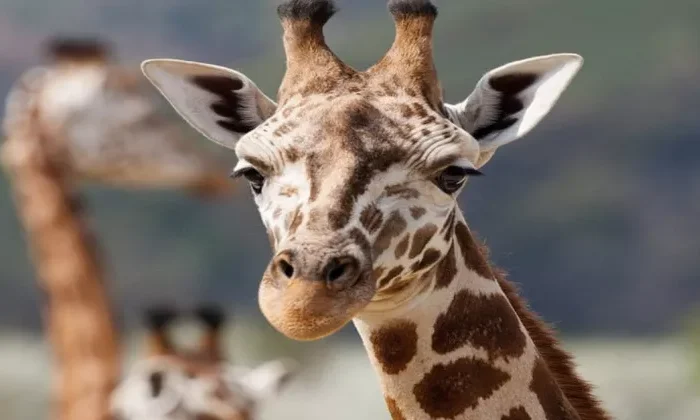 Nace jirafa sin manchas, es única en el mundo