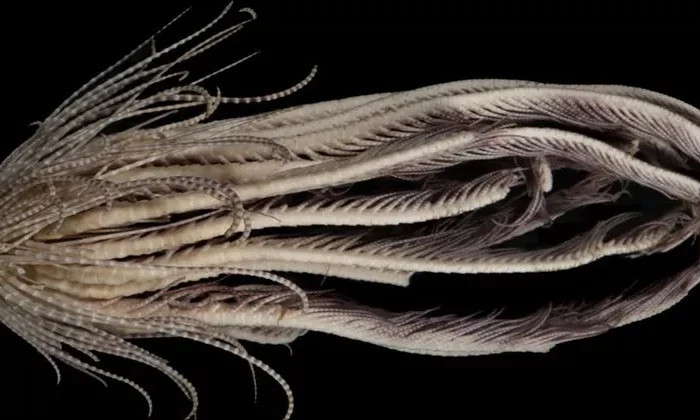 Descubren “monstruo” marino con más de 20 brazos