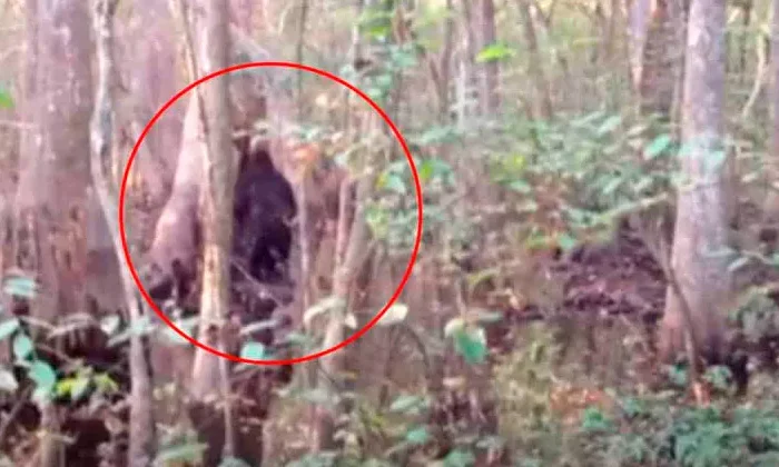 Reaparición del video de ‘Pie Grande’ sorprende a escépticos