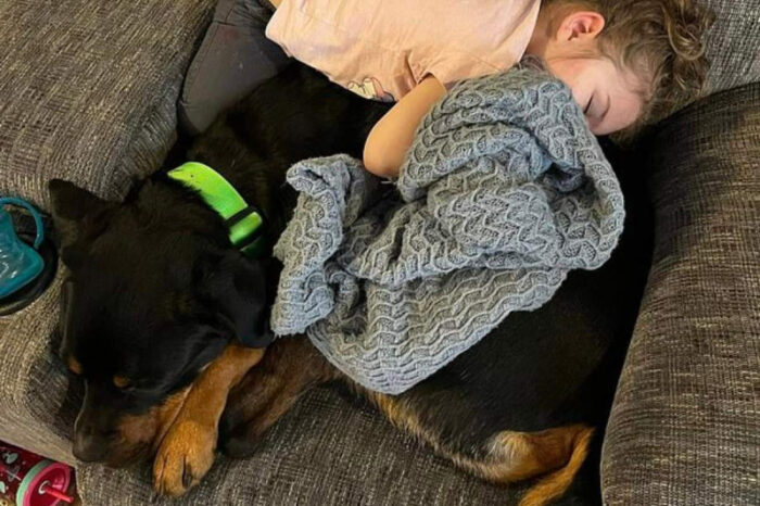 Niña es hallada sana y salva tras haberse perdido en el bosque; la cuidaron sus 'lomitos'