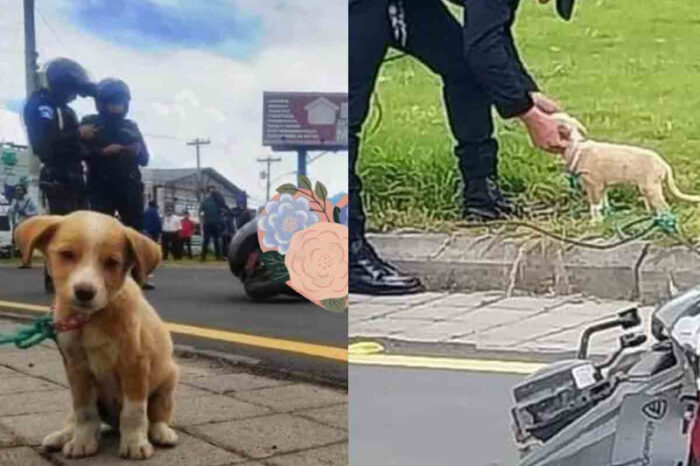 Cachorrita sobrevive a accidente de motocicleta y se vuelve viral, su dueña murió