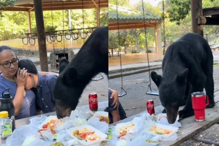 Oso cae por sorpresa a familia y arrasa con tacos, enchiladas y hasta la basura