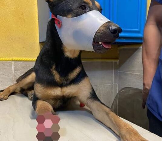 Maltrato animal no será permitido: Alcalde Carlos Peña Ortiz