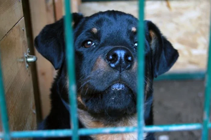 Conceden a preso ver a su perro por última vez antes de ser sacrificado