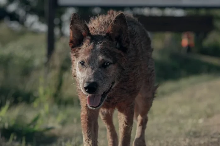 Pet Sematary: Bloodlines: Mira el tráiler de la precuela de ‘Cementerio de Animales’