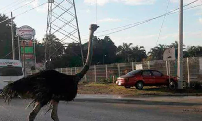 Denuncian venta clandestina de avestruces en Altamira