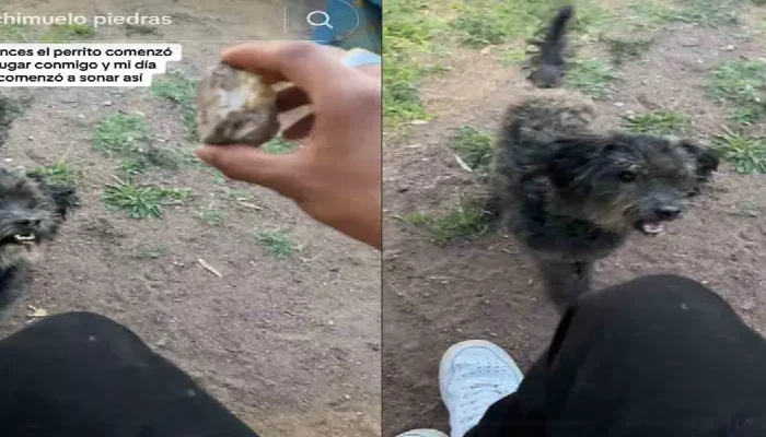 Perrito callejero juega con una piedra como si fuera una pelota y enternece la redes